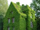 Нетрадиционные виды озеленения дома