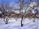 Подготовка к зиме плодовых деревьев