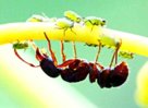 Избавляемся от муравьев